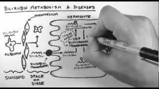 Bilirubin 2  Bilirubin Metabolism amp Diseases [upl. by Aicilet]