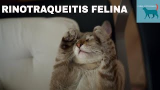 Rinotraqueitis felina conocida como gripe felina [upl. by Reynard]