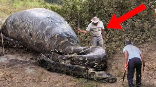 10 Deadliest Snake Encounters [upl. by Retla659]