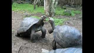 Galapagos Tortoise Fight [upl. by Cadmar]