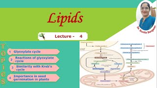 Glyoxylate cycle [upl. by Enrobso]