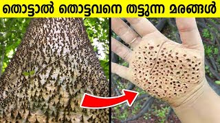 ലോകത്തിലെ തന്നെ ഏറ്റവും അപകടമേറിയ മരങ്ങൾ  Dangerous trees of the world  Malayalam [upl. by Verene]