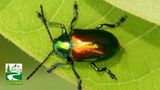 Dogbane beetle crawling  pooping on leaf  Beautiful insect [upl. by Kramlich]