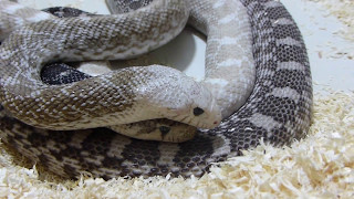 Bullsnake Pituophis c sayi courtship  mating activity 1080 HD [upl. by Meingolda895]