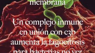 Inmunidad contra bacterias [upl. by Varick]