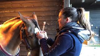 How to do a simple forelock plait Horse riding Top tips week 3 [upl. by Uht]