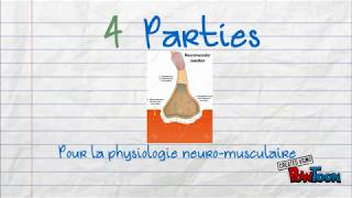 Chapitre 12  Physiologie neuromusculaire [upl. by Engamrahc]