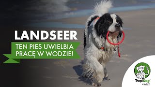 Landseer  pies który uwielbia pracę w wodzie [upl. by Lennej]