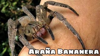 Araña Bananera o Araña Errante del Brazil [upl. by Nivak]