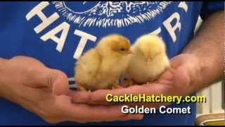 Golden Comet Chicken Breed  Baby Chicks  Cackle Hatchery [upl. by Nikolai]