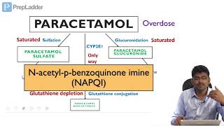 Paracetamol toxicity  Biochemical Basis  Lecture [upl. by Crudden]