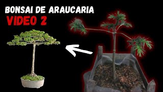 BONSAI DE ARAUCÁRIA  2  SELEÇÃO DE GALHOS E TRACIONAMENTO [upl. by Swetiana]