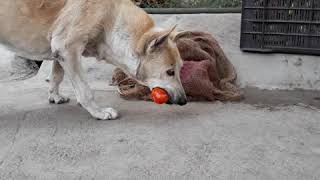 🐶🐕Dog loves eating tomatoes Are tomatoes good for dogs🍅 [upl. by Nodanrb881]