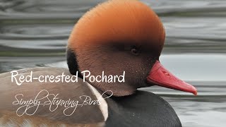 Redcrested Pochard  Vibrant Ducks Feeding on Algae in the Snow [upl. by Ahsieni]