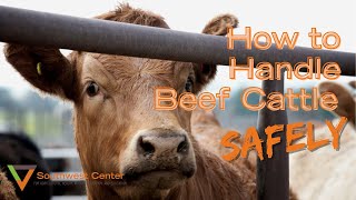 How To Work Cattle  Cattle Handling Tips [upl. by Eniamret]