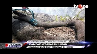 VIRAL Penampakan Ular Raksaksa yang Mati Terbakar Akibat Kebakaran Hutan [upl. by Trisa354]