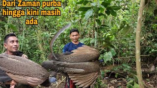 VIRALTEMUAN BURUNG YANG LANGKA [upl. by Trella]