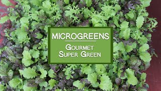 How to Grow Microgreens for a Gourmet Super Green [upl. by Fishman]