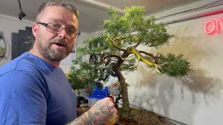 Juniper Bonsai Cleaning amp Styling [upl. by Eedahs]