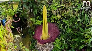 Floraison de lAmorphophallus titanum corpse flower titan arum  Timelapse [upl. by Koenig]