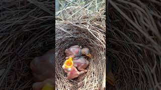 Babbler bird babies P 13 youtubeshorts viralshorts [upl. by Aicekan]