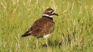 Kildeer call [upl. by Enamrahc]