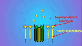 7 Acetylcholinesterase and Insecticide Inhibition [upl. by Holloway]