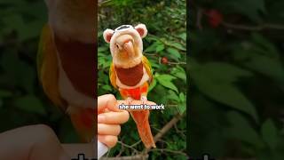 A very insecure little parrot shortvideo rescue cute cuteanimals animals [upl. by Romie]