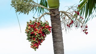 4 Popular Palms in Caribbean Resorts 4K60P [upl. by Anibla96]