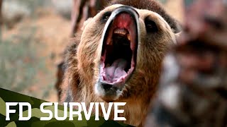 How to Survive a Bear Attack  Survival Science  FD Survive [upl. by Tory]