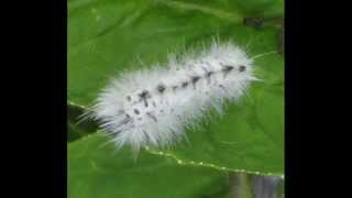 White Fluffy Caterpillar [upl. by Menon]