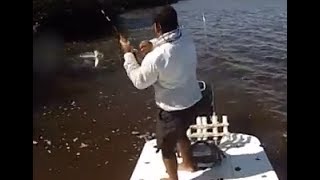 Juvenile Tarpon WHITEWATER BAY Everglades [upl. by Nawad914]