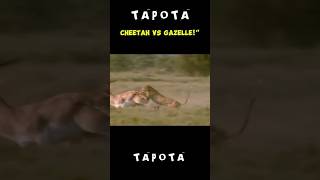 Serangan mematikan Chettah VS Gazellaquotanimalfightandkids chetah wildlife [upl. by Oscar739]