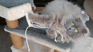 TUTO  Fabriquer un jouet pour chat SIMPLE et EFFICACE [upl. by Luby]