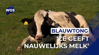 Koeien Maaslandse boerin getroffen door blauwtong [upl. by Nwahsan]