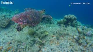 Underwater life at Kurumba Maldives [upl. by Ralph]