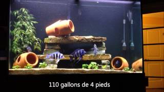 Aquariums Cichlidés Africains [upl. by Alyad]