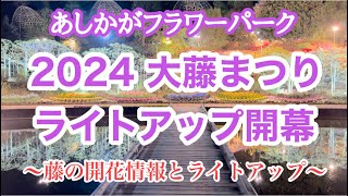 【あしかがフラワーパーク】4K2024418藤の開花情報とライトアップ開幕 GWに見頃かも 栃木県足利市 [upl. by Epolenep]