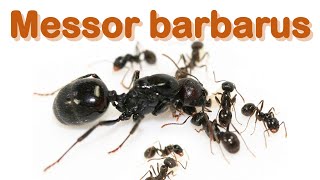 Ant care species guide 1  Messor barbarus [upl. by Anniala]