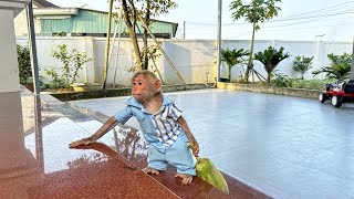 Bibi farmer enliste harvest papaya while Dad was sleeping [upl. by Danyelle]