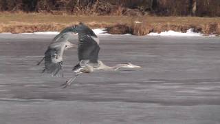 Great Blue Herons fight  Sea Gull got her fish back [upl. by Fronniah]