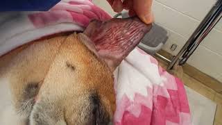 Bulldog Aural Ear Hematoma POST OP Dr Kraemer Vet4Bulldog Bully Specialist [upl. by Enisaj309]