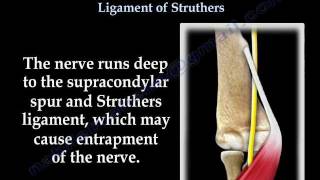 Median nerve compression Supracondylar process  Everything You Need To Know  Dr Nabil Ebraheim [upl. by Retep]