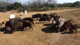 Feral hogs everywhere on this south Texas ranch [upl. by Andonis601]