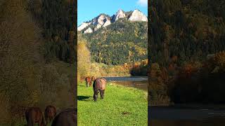 Piękna jesień Trzy Korony Sromowce Niżne Dunajec Pieniny travel mountains autumn [upl. by Fanchon]