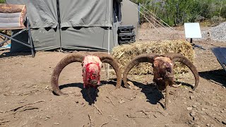 Caceria de Borrego Berberisco Aoudad Hunting in Ejido Agua de la Herradura Coahuila Mexico [upl. by Ihsorih458]