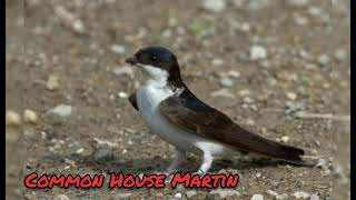 Hirondelle de Fenêtre  Common House Martin  Delichon Urbicum [upl. by Niwhsa557]