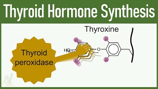 Thyroid Hormone Synthesis [upl. by Ellehcirt942]