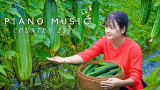 AMAZING HARVESTING of Vietnamese Women in Piano Music 🎹 Beautiful Farming [upl. by Mavis960]