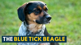 Blue Tick Beagle 10 Interesting Facts About This Hunting Companion [upl. by Normandy]